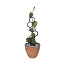 Ver imagem 1 de Tutor para Plantas, Guia Crescimento Forte