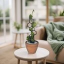 Ver imagem 3 de Tutor para Plantas, Guia Crescimento Forte
