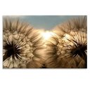 Ver imagem 1 de Quadro Decorativo Floral Fotografico Dente de Leão, Tela em Canvas na Horizontal