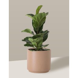 Vaso Cachepô de Cerâmica para Plantas Camurça MED - 5