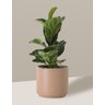 Vaso Cachepô de Cerâmica para Plantas Camurça MED - 5