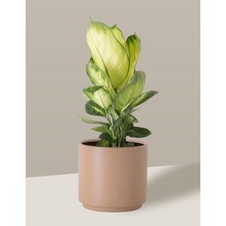 Vaso Cachepô de Cerâmica para Plantas Camurça MED - 6
