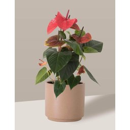 Vaso Cachepô de Cerâmica para Plantas Camurça MED - 1