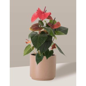 Vaso Cachepô de Cerâmica para Plantas Camurça MED