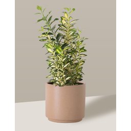Vaso Cachepô de Cerâmica para Plantas Camurça MED - 4