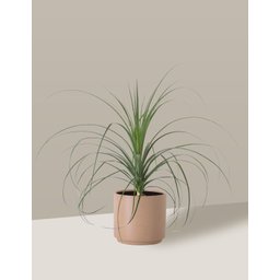 Vaso Cachepô de Cerâmica para Plantas Camurça MED - 3
