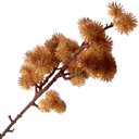 Ver imagem 4 de Kit 6 Plantas Artificiais Mamonas Marrom Enfeite Jardim 70cm