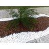 Cascas De Pinus P/ Vasos Jardins E Decoração 8kg - 4