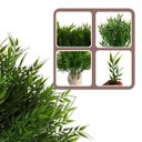 Ver imagem 1 de 18 Plantas Artificiais em Buquê Modelos Variados para Enfeite e Decoração
