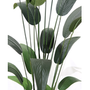 Ver imagem 2 de Planta Estrelícia 19 Folhas 150cm Arcore de Sala Vaso Decor