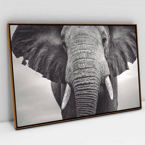 Quadro Decorativo em Canvas Elefante Preto e Branco TaColado Moldura Flutuante 4,5cm Freijó 90 x 60c