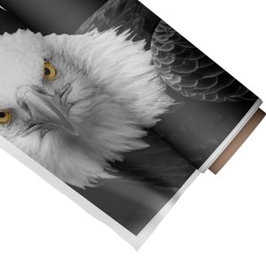 Quadro Decorativo Águia 2:Pequeno 44x37cm/Somente Tela