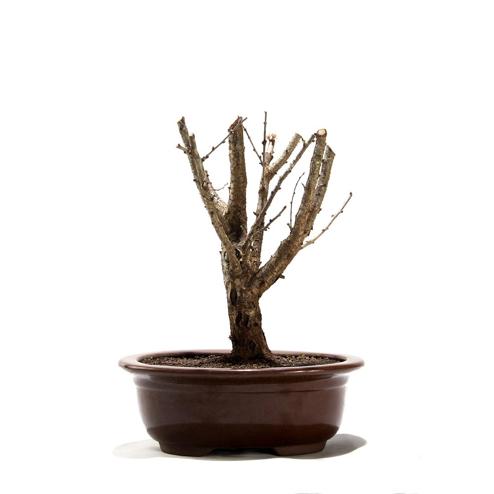 Bonsai Mini Sakurá 07 Anos