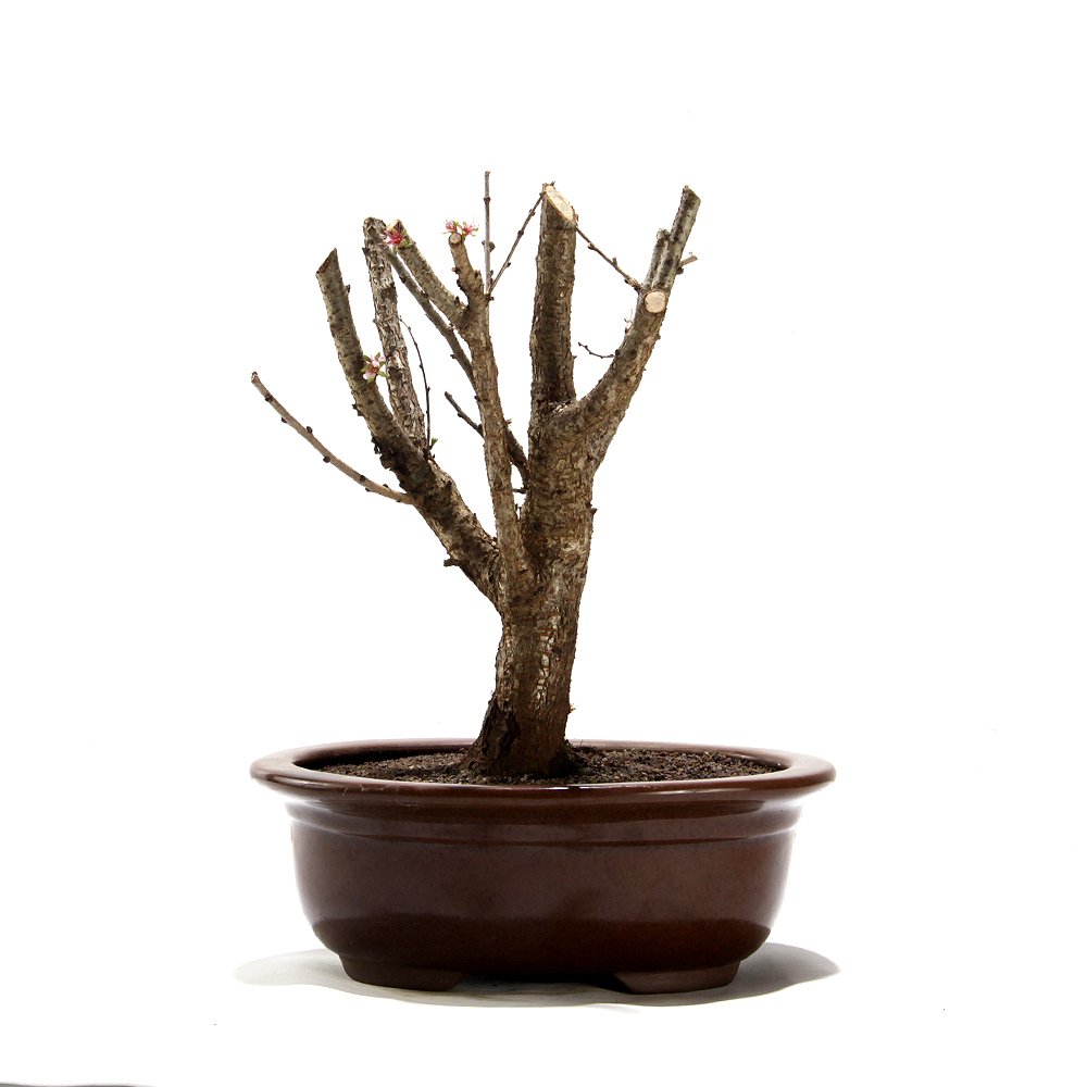 Bonsai Mini Sakurá 07 Anos - 3