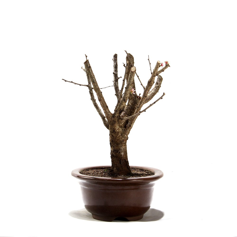 Bonsai Mini Sakurá 07 Anos - 2