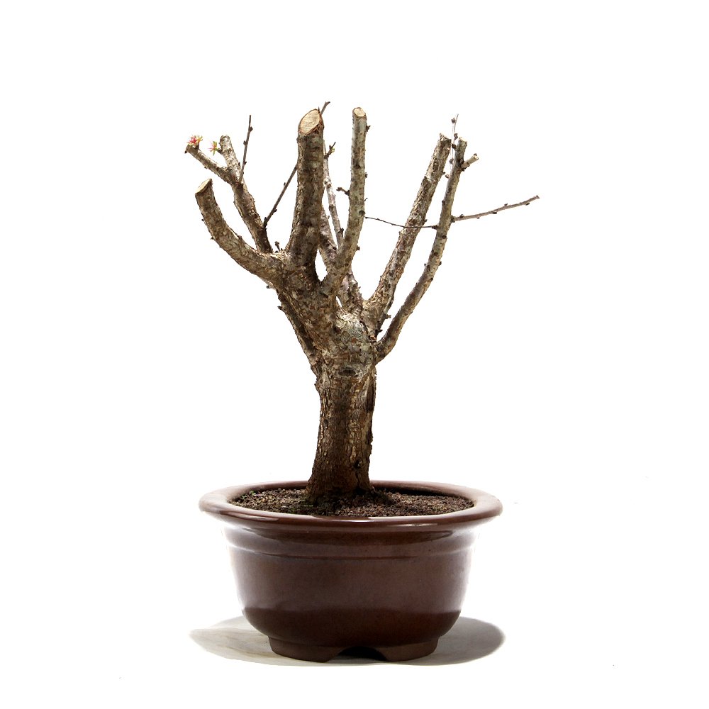 Bonsai Mini Sakurá 07 Anos - 4