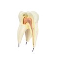 Ver imagem 1 de Dente Molar Superior C/ Raiz Tripla em 3 Partes, 8x