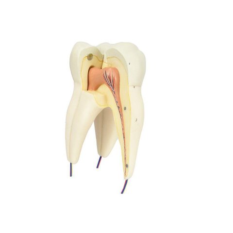 Dente Molar Superior C/ Raiz Tripla em 3 Partes, 8x