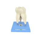 Ver imagem 2 de Dente Molar Superior C/ Raiz Tripla em 3 Partes, 8x