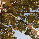 Ver imagem 2 de Kit Serrote Podador de Galhos Altos Profissional 13" / 330 Mm Tramontina com Cabo Extensível 3m