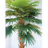 Árvore Coqueiro Palmeira Leque Premium Artificial Super Grande Toque Verde Decor - 2