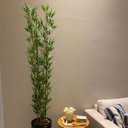 Ver imagem 2 de Bambu Mossô Artificial 5 Hastes Planta Permanente no Gesso