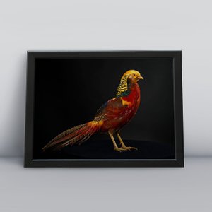 Quadros Decorativos Aves Decoração Sala Quarto Diversos:20