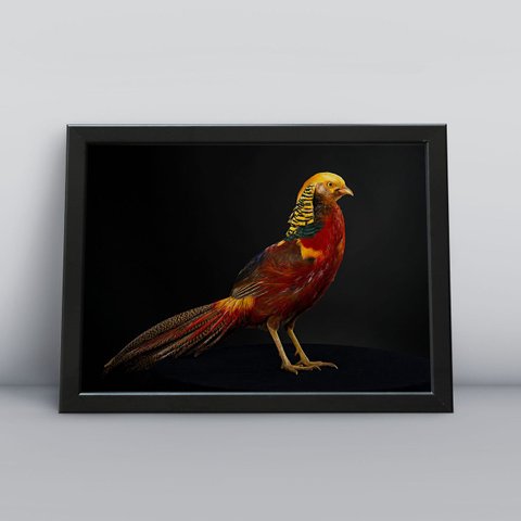 Quadros Decorativos Aves Decoração Sala Quarto Diversos:20