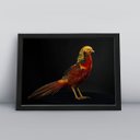 Ver imagem 1 de Quadros Decorativos Aves Decoração Sala Quarto Diversos:20