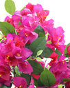 Ver imagem 3 de Arvore Flores Artificiais de Primavera Bougainville 140cm