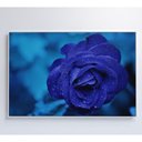 Ver imagem 7 de Quadro Rosa Lilas 60x40 Cm Vidro Impresso