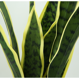 Planta Artificil Real Espada de São Jorge 15 Folhas 85cm - 2