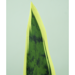 Planta Artificil Real Espada de São Jorge 15 Folhas 85cm - 3
