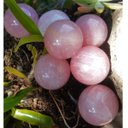 Ver imagem 2 de Bola Kit com 7 Quartzo Rosa de 4,1 a 4,9 Cm Peso 984gr Bolas de 4,1 a 4,9 Cm Peso 984gr