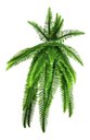 Ver imagem 5 de Kit 2 Planta Artificial Samambaia Ornamental Exótica 1,10m