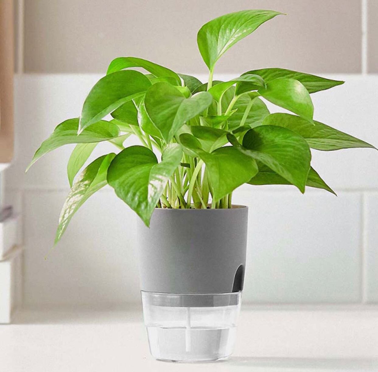 Vaso Auto Irrigável Cinza Medio Para Decoração De Jardim/De Plantas Hidropônico/Suculentas - 2