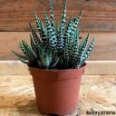 Ver mais imagens de 120 Mini Vaso Plástico N7 Ceramica Suculentas Cactos Atacado