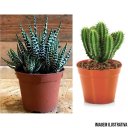 Ver imagem 5 de 120 Mini Vaso Plástico N7 Ceramica Suculentas Cactos Atacado