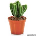 Ver imagem 7 de 120 Mini Vaso Plástico N7 Ceramica Suculentas Cactos Atacado
