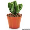 120 Mini Vaso Plástico N7 Ceramica Suculentas Cactos Atacado - 7