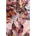 Ver imagem 5 de Arvore Artificial Canadense Tronco Natural