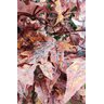 Arvore Artificial Canadense Tronco Natural - 5