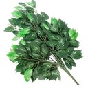Ver imagem 1 de Kit 24 Ramos Decoração Arranjo Fícus Artificial Verde 14 Galhos Cada 60cm