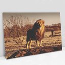 Ver imagem 1 de Quadro Decorativo em Canvas Leão Predador - Chassi - 90 x 60cm