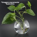 Ver imagem 3 de Kit 4 Vasos Vidro Redondo Tipo Aquário 1,5 Litros Decoração e Terrários - Mistral 