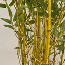 Ver imagem 2 de Árvore Bambusa Artificial 180cm com Troncos Naturais e Vaso Vietnamita Preto | Formosinha
