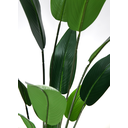 Ver imagem 2 de Bananeira Planta Ravenala 18 Folhas 3.10mt Arvore Grande
