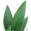 Ver imagem 3 de Bananeira Planta Ravenala 18 Folhas 3.10mt Arvore Grande