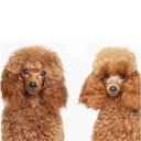 Ver imagem 7 de Escova Rasqueadeira Pente Remove Pelo Cachorro Gato Cao Pet Animal de Estimaçao Limpeza Resistente C