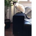 Ver imagem 7 de Arranhador Gato e Protetor de Sofá Cinza Claro